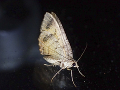 Chrysolarentia bichromata