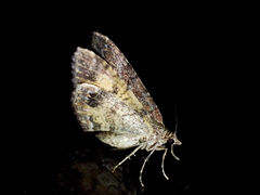 Chrysolarentia bichromata