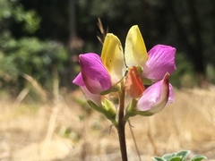 Lupinus stiversii