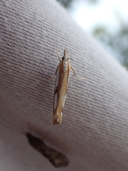 Catoptria latiradiellus