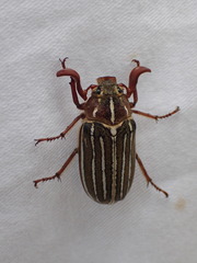 Polyphylla crinita