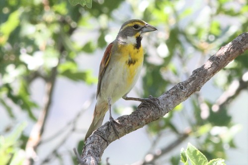 Dickcissel