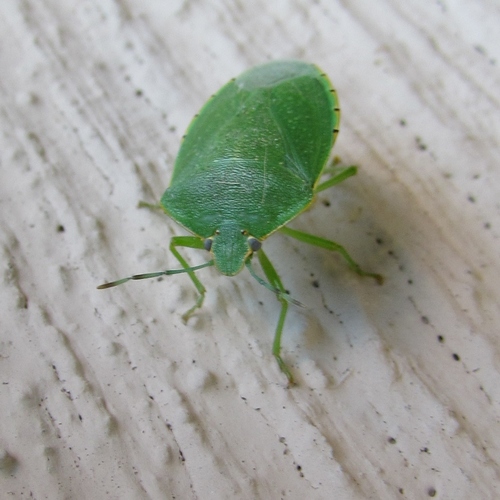 Green stink bug