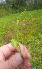 Botrychium simplex image