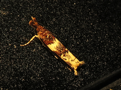 Prionapteryx nebulifera
