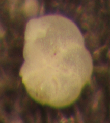 Elphidium magellanicum