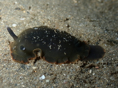 Dendrodoris arborescens