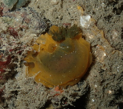 Dendrodoris fumata