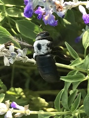 Xylocopa phalothorax