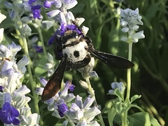 Xylocopa phalothorax