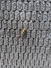 Melanoplus punctulatus