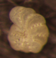 Elphidium excavatum