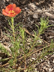 Portulaca suffrutescens