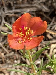 Portulaca suffrutescens