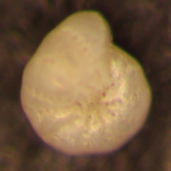 Elphidium excavatum