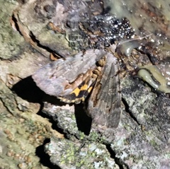 Catocala grynea
