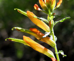 Castilleja patriotica