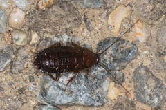 Parcoblatta americana