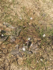 Symphyotrichum depauperatum