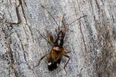 Pseudopamera nitidula