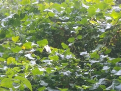 Cercyonis pegala alope