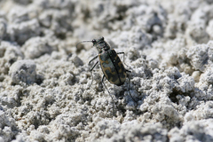 Cicindela tenuicincta