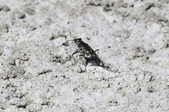 Cicindela tenuicincta