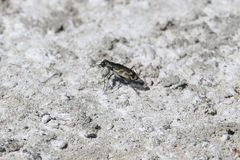 Cicindela tenuicincta