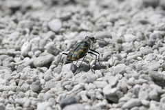 Cicindela tenuicincta