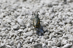 Cicindela tenuicincta