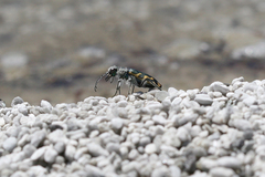 Cicindela tenuicincta
