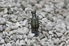 Cicindela tenuicincta
