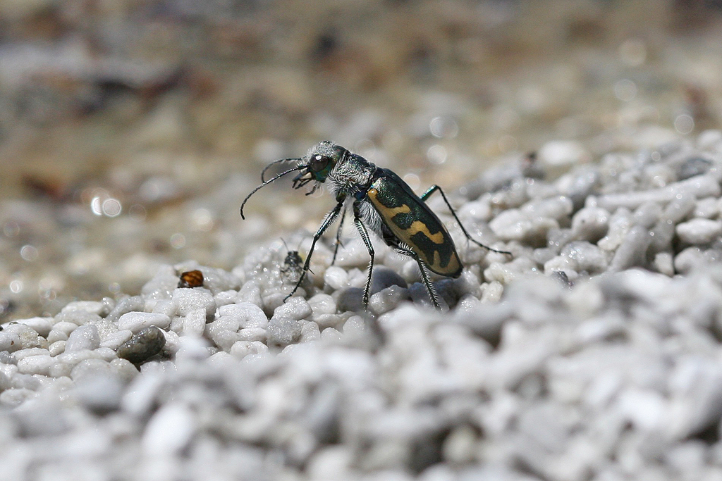 Short-legged Tiger Beetle