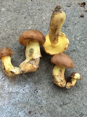 Butyriboletus taughannockensis