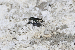 Cicindela willistoni echo