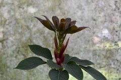 Oreopanax arcanus