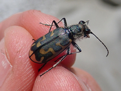 Cicindela tenuicincta