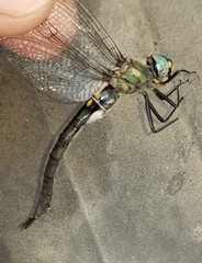 Somatochlora semicircularis