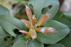 Oreopanax arcanus