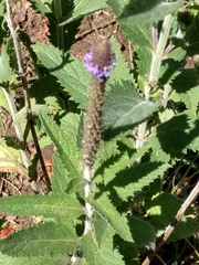 Verbena macdougalii