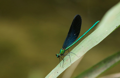 Matrona basilaris
