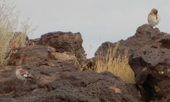 Oreoscoptes montanus