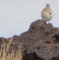 Oreoscoptes montanus