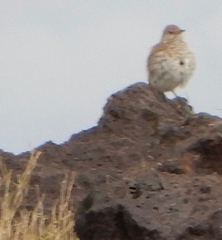 Oreoscoptes montanus