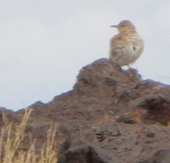 Oreoscoptes montanus