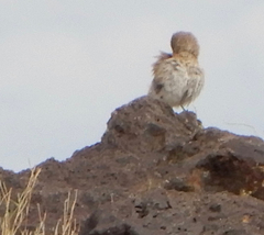 Oreoscoptes montanus