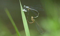 Platycnemis foliacea