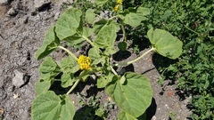 Ibicella lutea