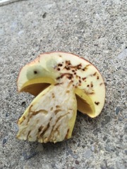 Butyriboletus taughannockensis