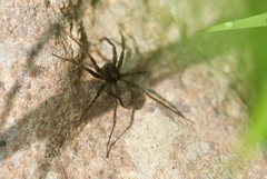 Pardosa pseudoannulata
